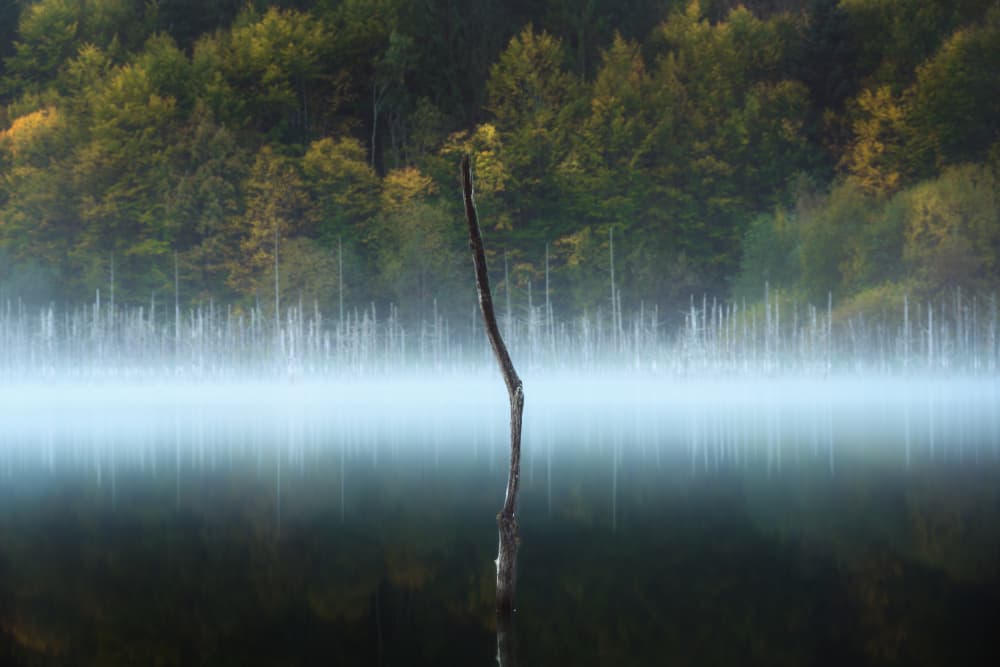 Misty Lake Snag by Ionut Petrea — canvas wall art