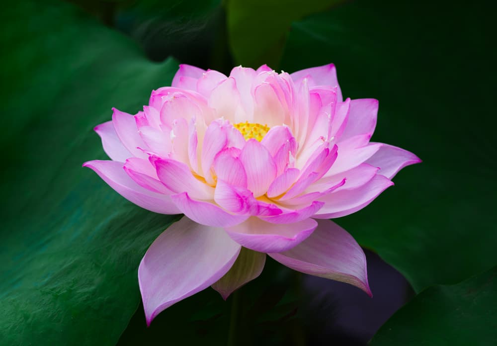 Serene Pink Lotus by Makihiko Hayama — canvas wall art