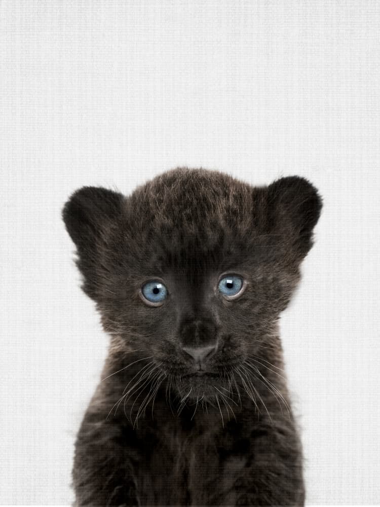 Blue-Eyed Panther Cub by Lila &amp; Lola — canvas wall art