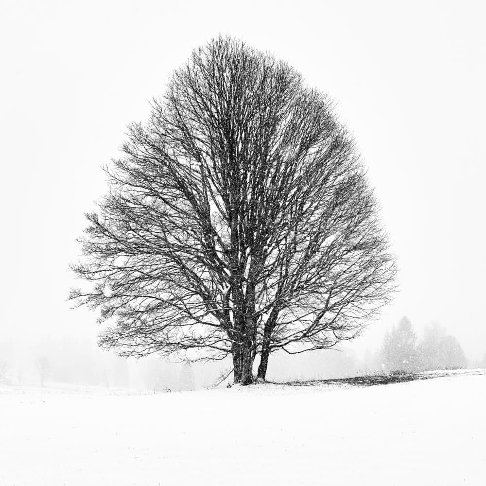 Solitary Winter Tree by Martin Froyda — canvas wall art