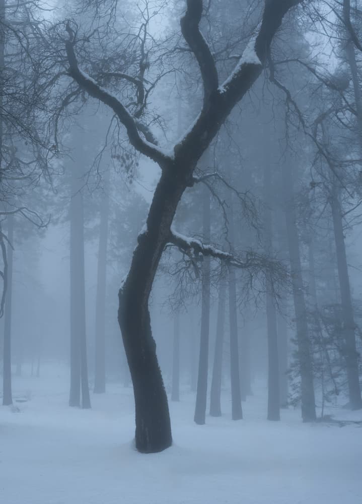Misty Winter Forest by NanZ — canvas wall art