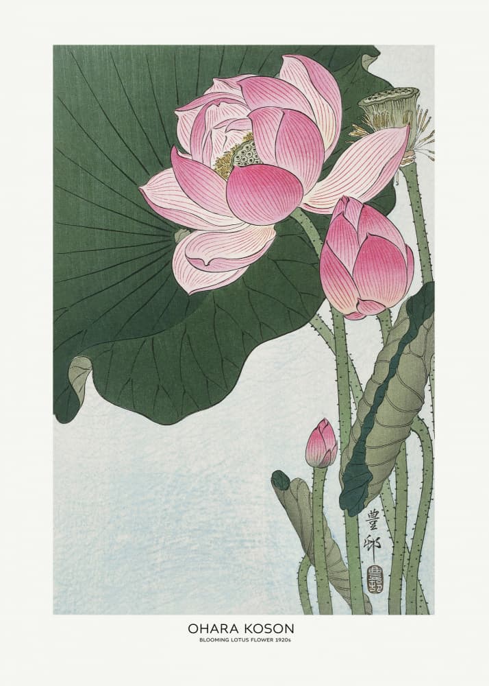 Blooming Lotus Flowers
