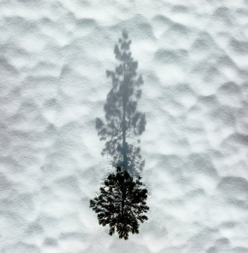 Pine Tree Winter Shadow by Rob Darby — canvas wall art