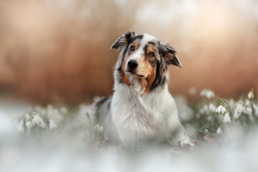 Serene Dog Snowdrops by Ve Shandor — canvas wall art