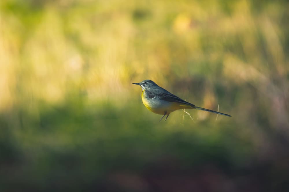 Vibrant Yellow Wagtail by Sina Pezeshki — canvas wall art