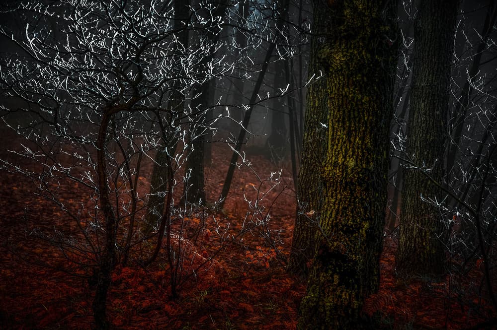 Enchanted Winter Forest by Alessandro Traverso — canvas wall art