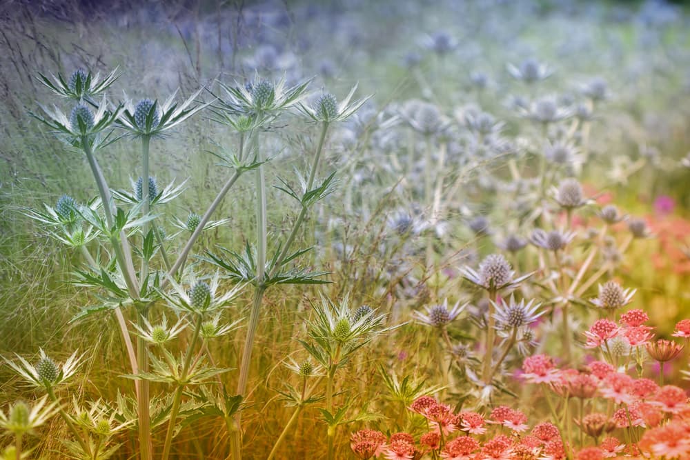 Dreamy Sea Holly Garden by Steve Moore — canvas wall art