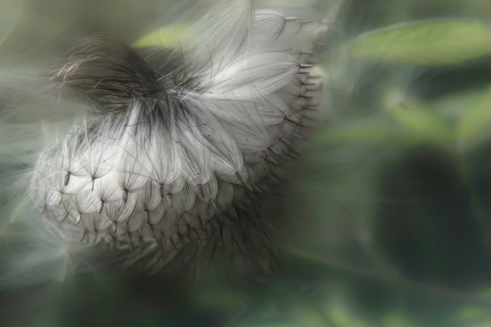 Delicate Seed Fluff by Gilbert Claes — canvas wall art