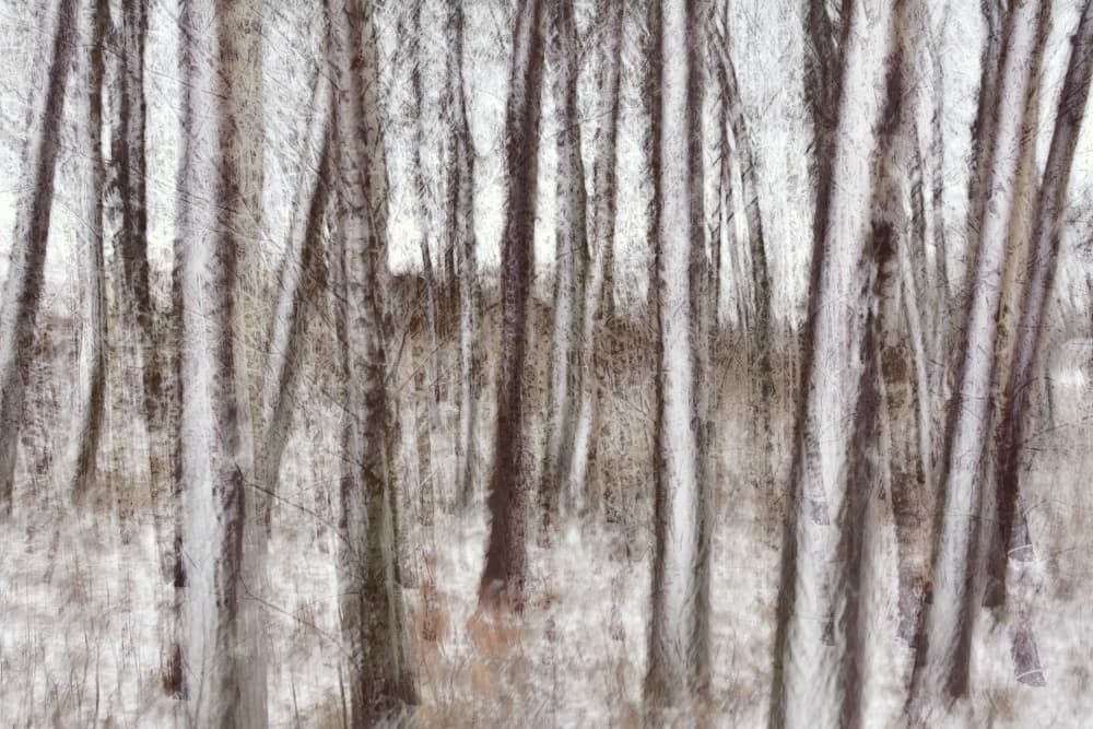Blurred Winter Trees by Christina Sillen — canvas wall art