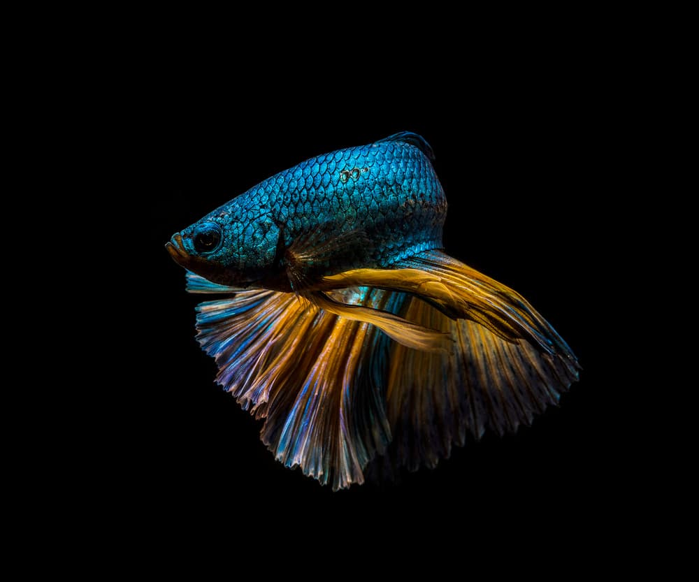 Blue Gold Betta by Andi Halil — canvas wall art