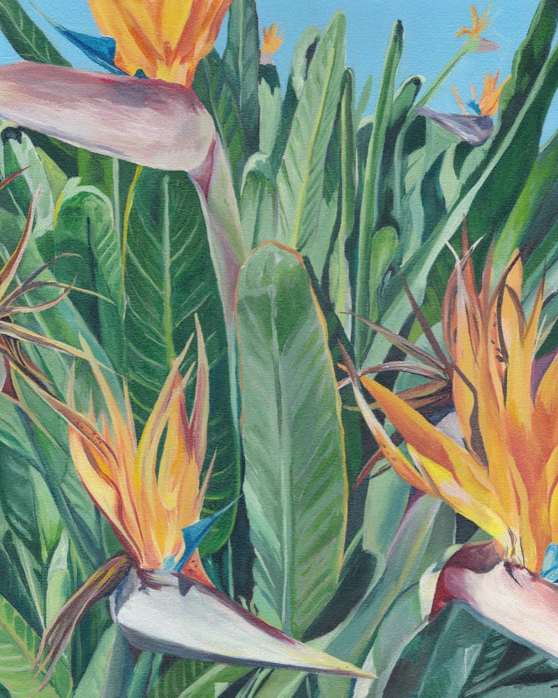 Birds of Paradise Blooms by Viccy Wanliss — canvas wall art