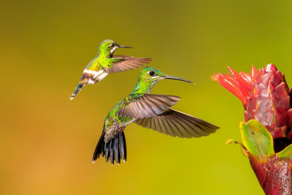 Two Hummingbirds Flying by Siyu_Wei APA — canvas wall art