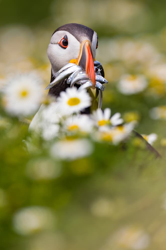Puffin With Fish by Mario Suárez — canvas wall art