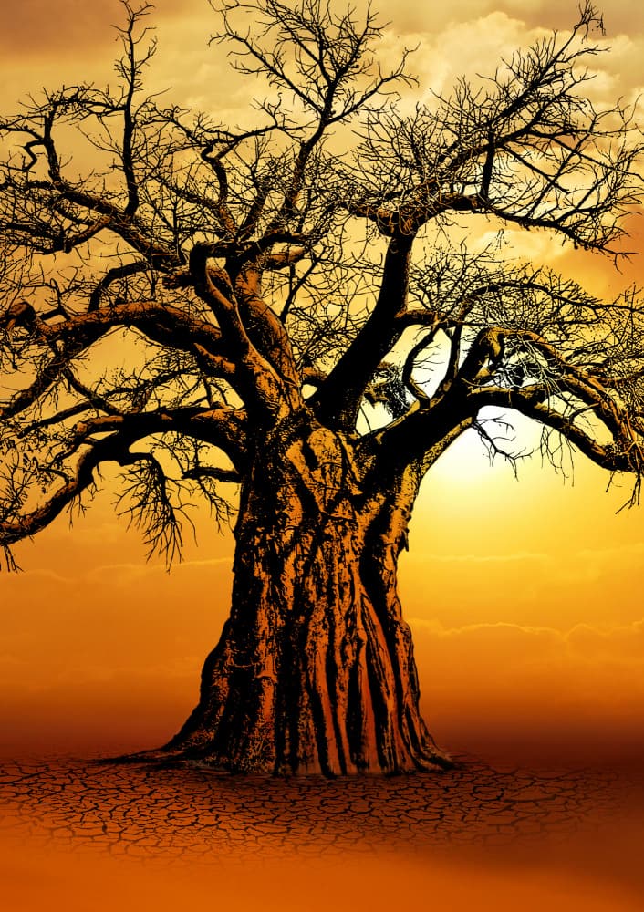 Majestic Baobab Sunset by Carlo Kaminski — canvas wall art