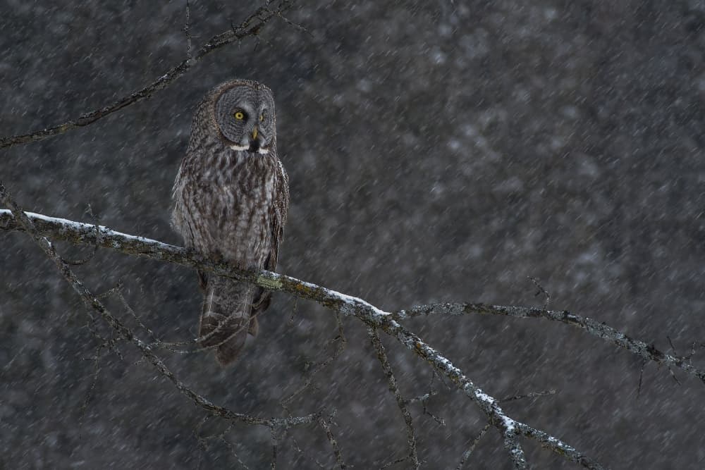 Great Gray Owl Winter by Nick Kalathas — canvas wall art
