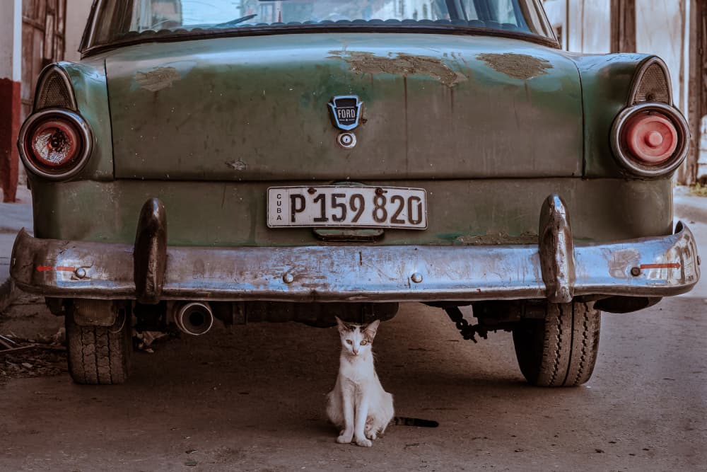 Cat Under Classic Car by Andy Bauer — canvas wall art