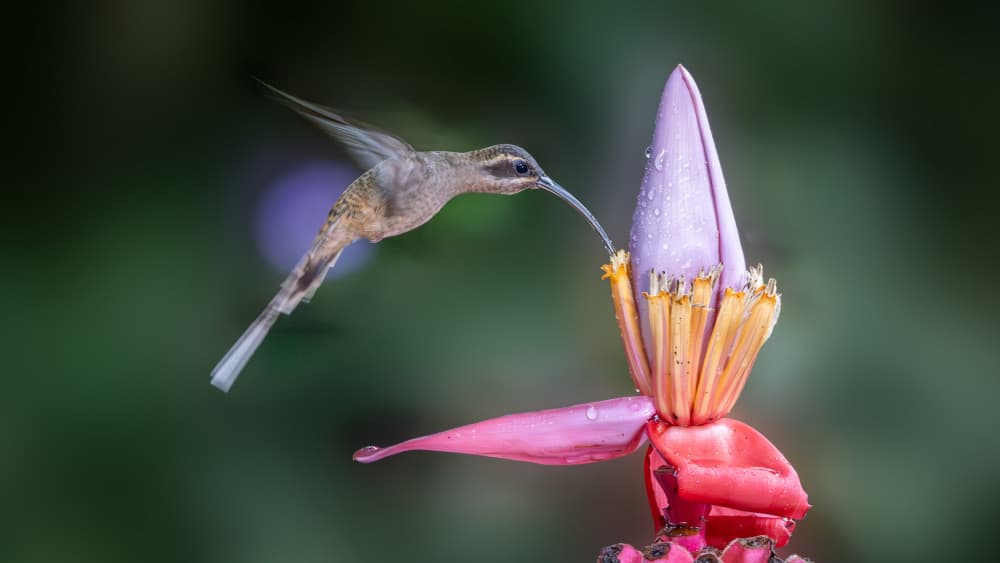 Tropical Hummingbird Feeding by Dennis Zhang — canvas wall art