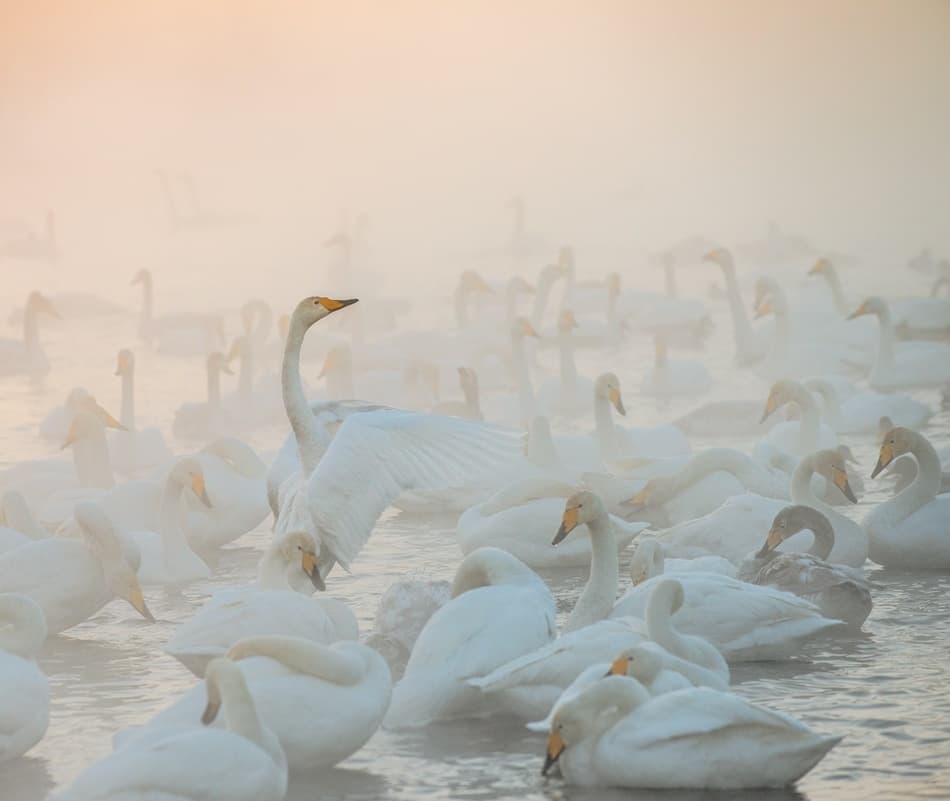 Swans In Golden Fog by Dmitry Dubikovskiy — canvas wall art