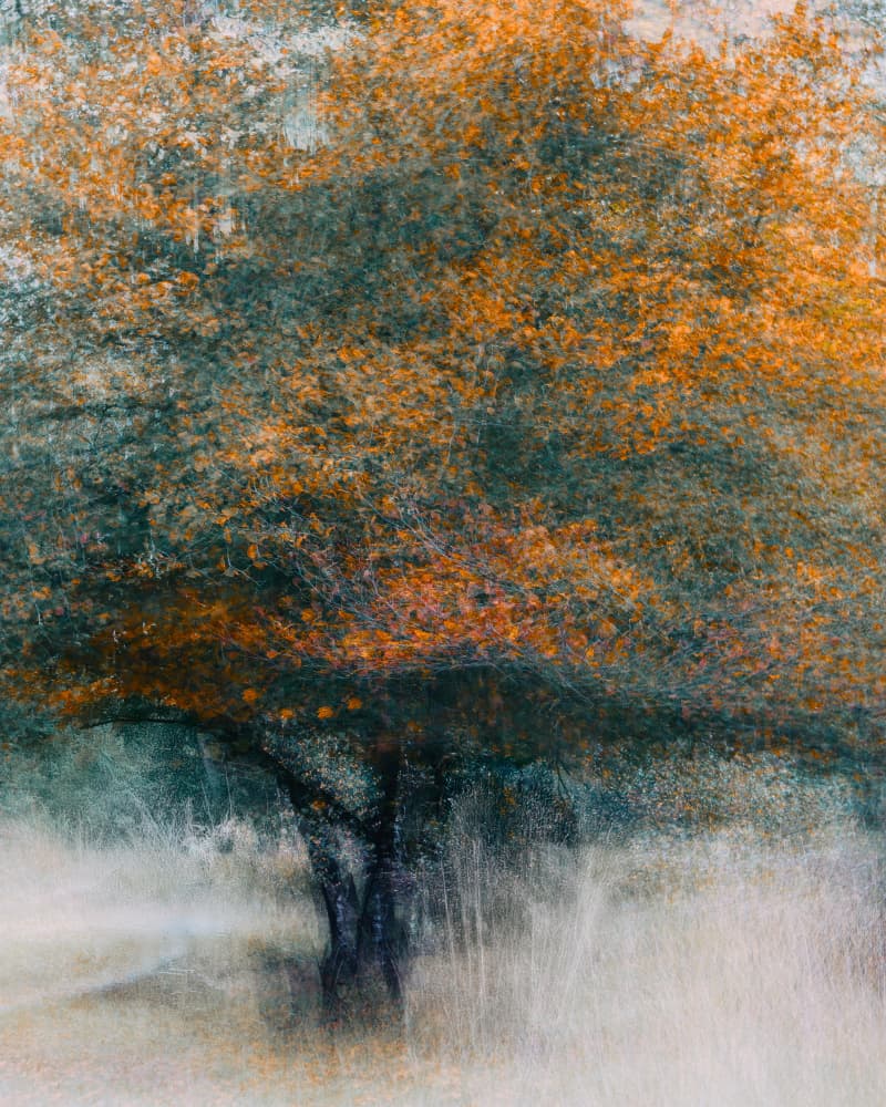 Autumn Tree Dream by Marion Keijzer — canvas wall art
