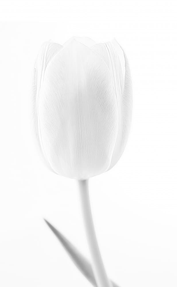 Elegant White Tulip by Martin Kucera EFIAP AZSF — canvas wall art