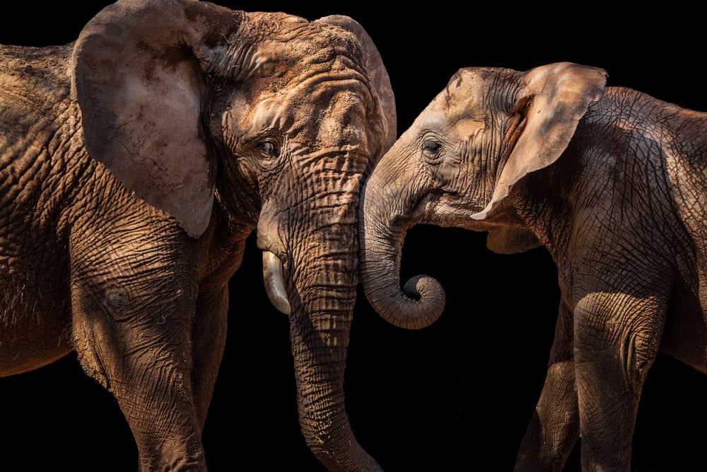 Elephants Tender Touch by Vitor Martins — canvas wall art