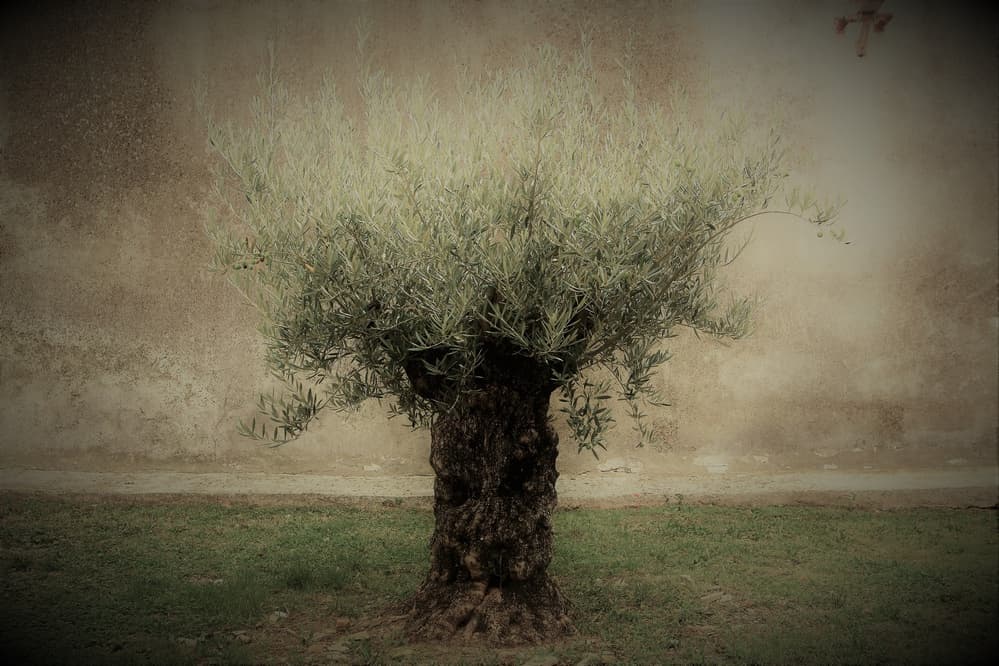 Timeless Olive Tree by Irma Warth — canvas wall art
