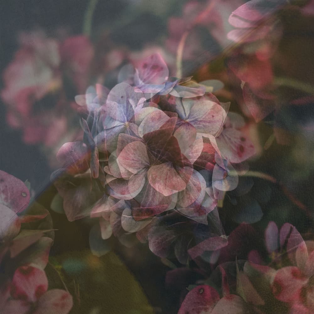 Ethereal Hydrangea Layers by Pelin Atilla — canvas wall art