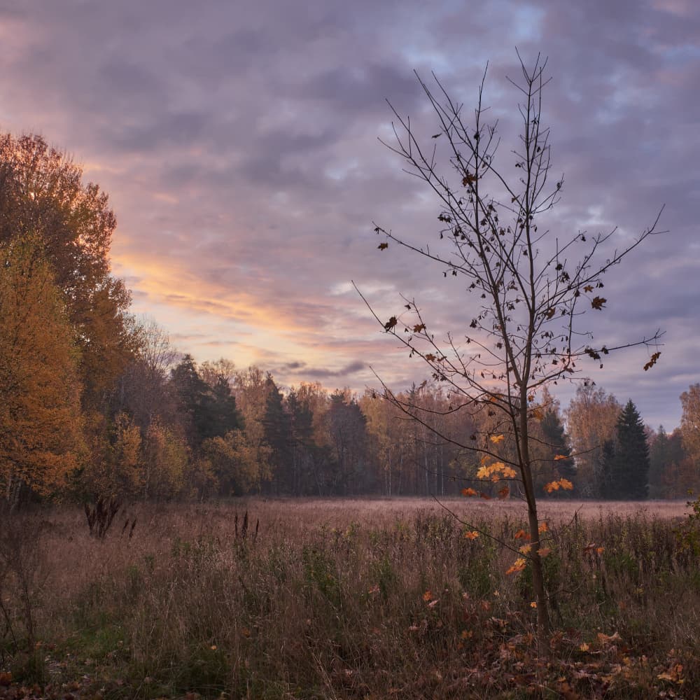 Misty Autumn Dawn by Hamed Bank — canvas wall art