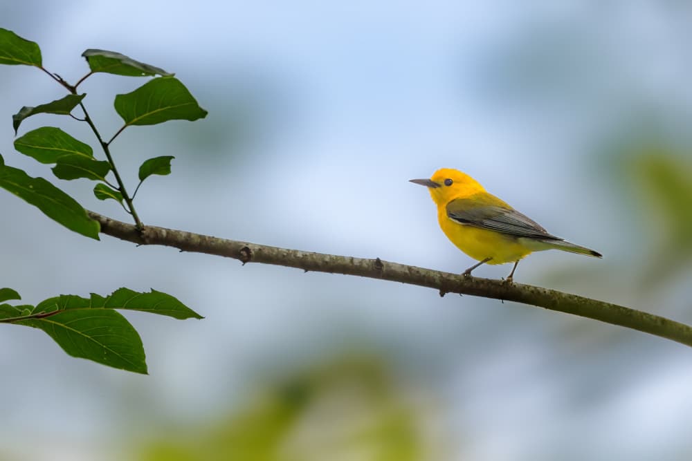 Bright Yellow Songbird by Jacob (Jian) Xu — canvas wall art