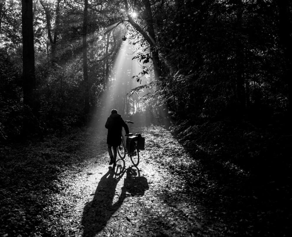 Sunlit Forest Path by Arjo — canvas wall art