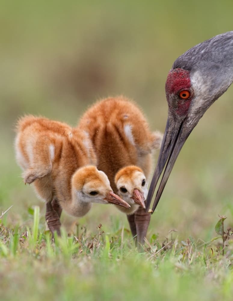 Crane Mother And Chicks by Alfred Forns — canvas wall art