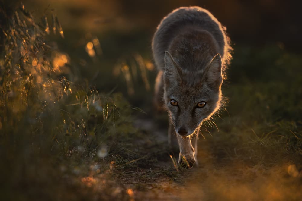 On soft paws... by Olga Rudchenko — canvas wall art