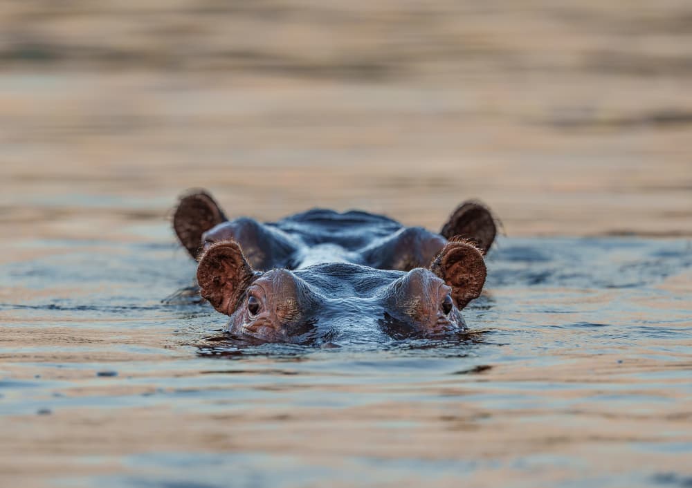 Peeking Hippo In Water by Etienne Steenkamp — canvas wall art