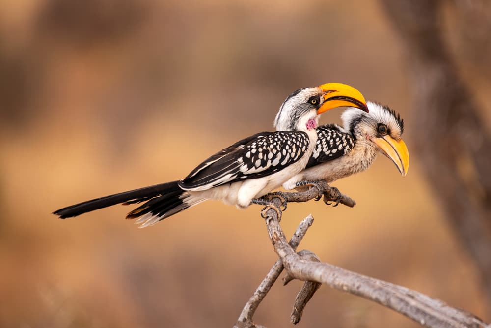 Yellow Hornbills Together by Q Liu — canvas wall art