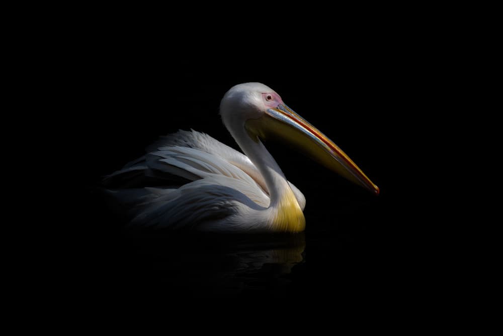 White Pelican Serenity by Natalia Rublina — canvas wall art