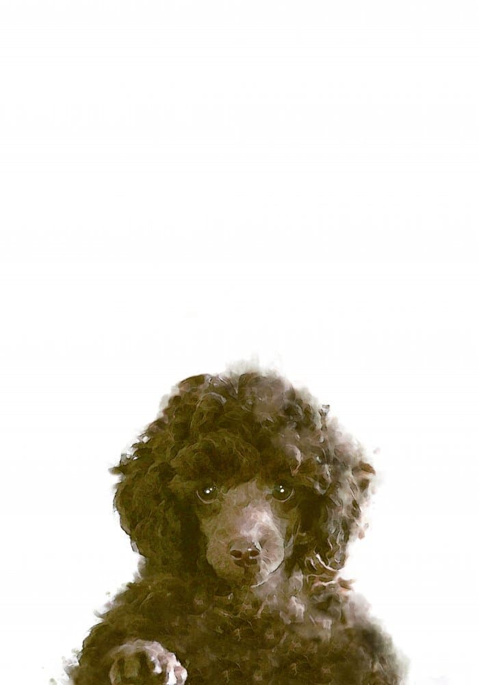 Cute Brown Poodle Puppy by Pictufy Studio II — canvas wall art