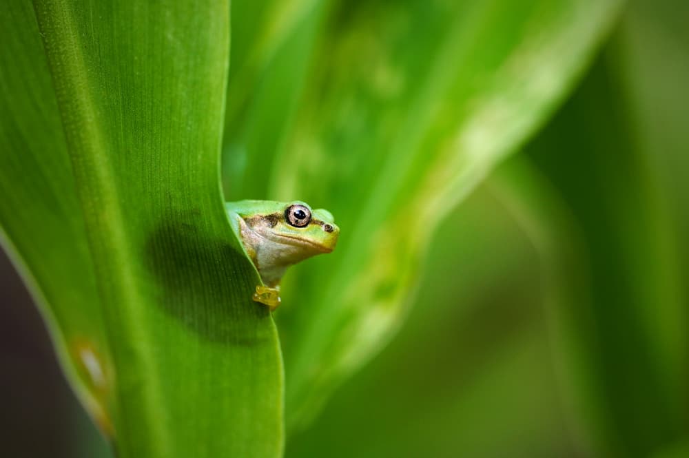 Curious Green Frog by Takiko Hirai — canvas wall art