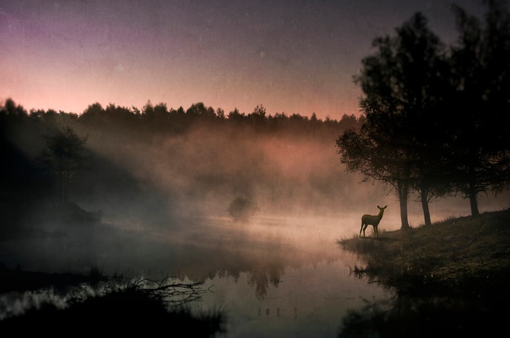Misty Morning Deer by Wim Schuurmans — canvas wall art