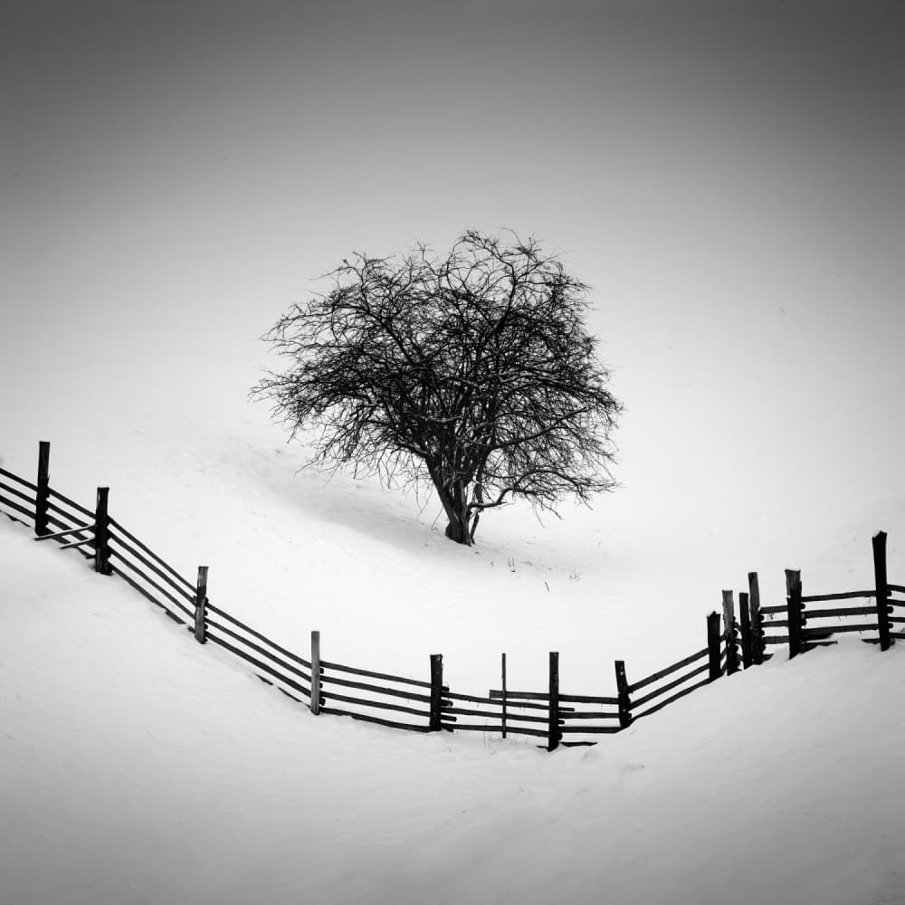 Solitary Winter Tree by Martin Rak — canvas wall art