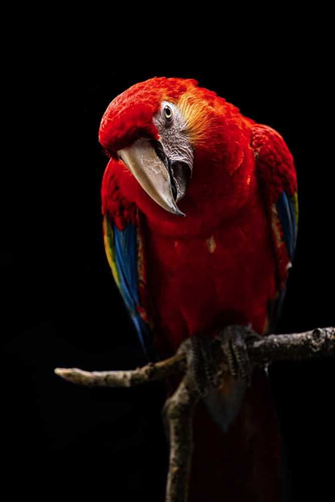 Curious Scarlet Macaw by Andi Halil — canvas wall art