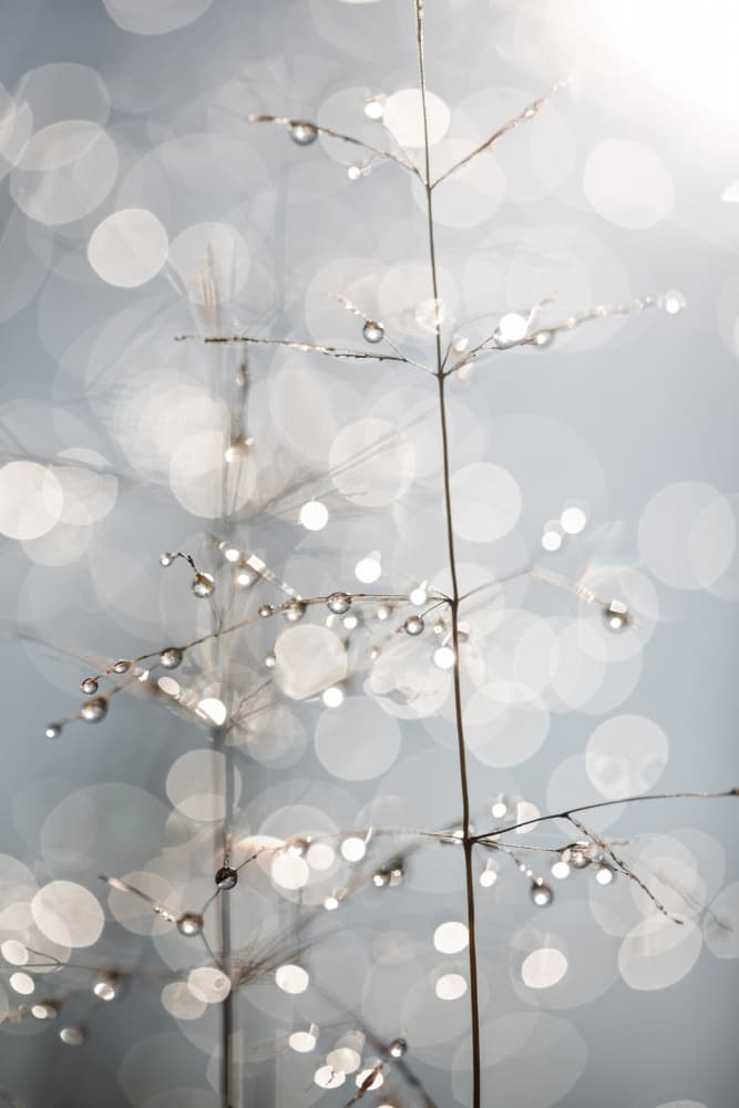 Natural Sparkle by Mareike Böhmer — canvas wall art