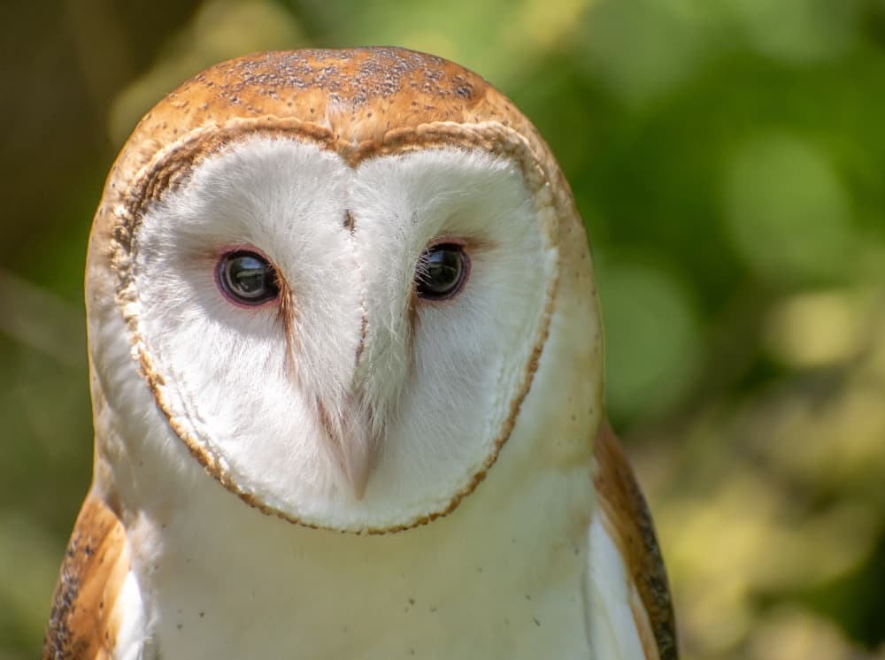 Wise Barn Owl Gaze by Marek Lapa — canvas wall art
