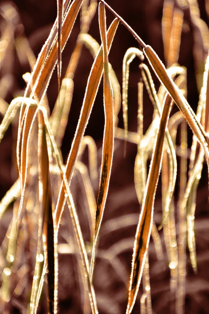Golden Frosted Reeds by Christina Sillen — canvas wall art