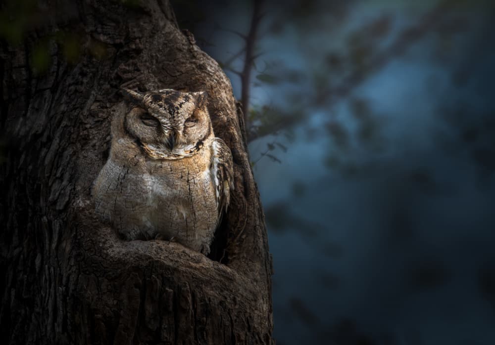 Peaceful Night Owl by Anita Singh — canvas wall art