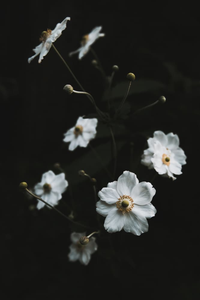 Delicate White Flowers by Tim Mossholder — canvas wall art