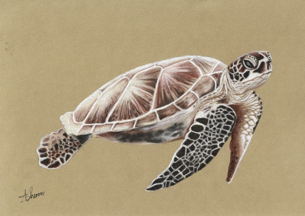 Swimming Sea Turtle by Sunet Theron — canvas wall art