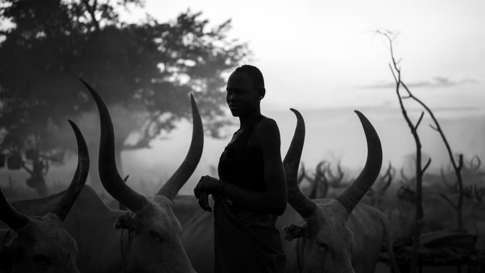 African Woman Longhorn Cattle by Max Vere-Hodge — canvas wall art