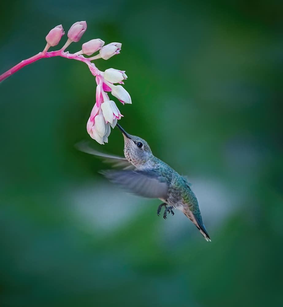 Hummingbird Nectar Sip by Xiaojian Huang — canvas wall art