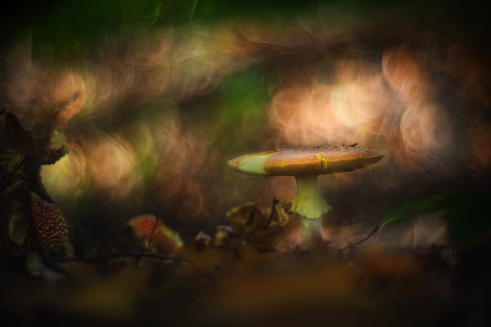Golden Forest Mushroom by Jan van der Linden — canvas wall art