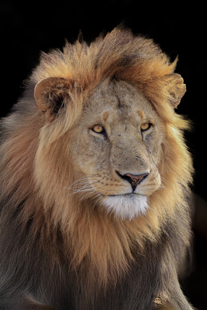 Regal Lion Portrait by Jeffrey C. Sink — canvas wall art
